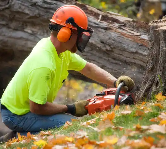 tree services Atlantic Highlands